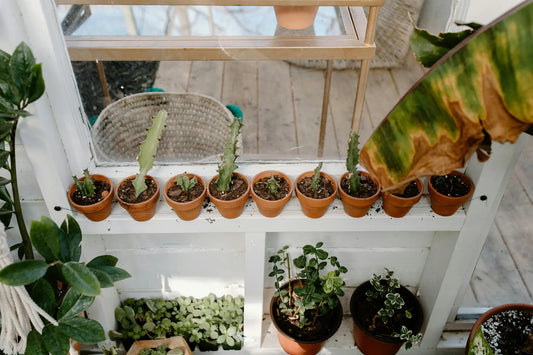 How to Care for Resin Succulent Pots: A Simple Guide for Everyday Use